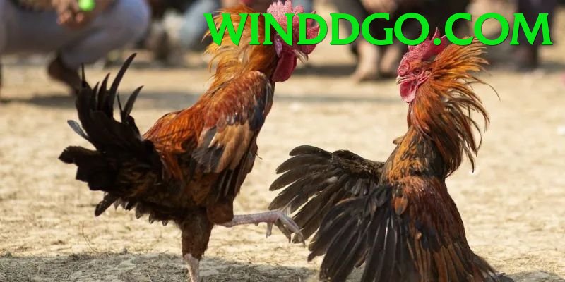 Đá Gà Trực Tiếp - windd - Game RPG