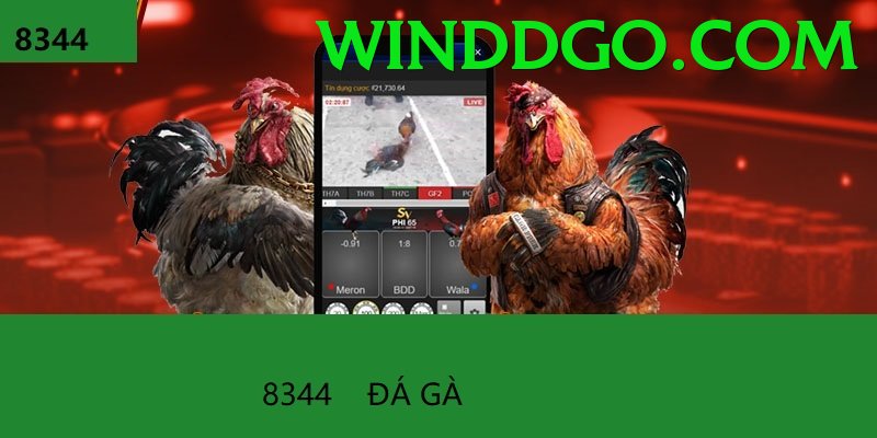 Đá Gà Trực Tiếp - Ưu đãi đặc biệt - Bảo mật